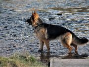 Best Tips for Following an Anti Inflammatory Diet Plan Best Tips for Following an Anti Inflammatory Diet Plan