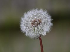 The Power of Dandelion for Detoxifying the Liver The Power of Dandelion for Detoxifying the Liver