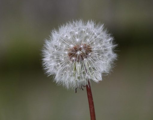 The Power of Dandelion for Detoxifying the Liver The Power of Dandelion for Detoxifying the Liver