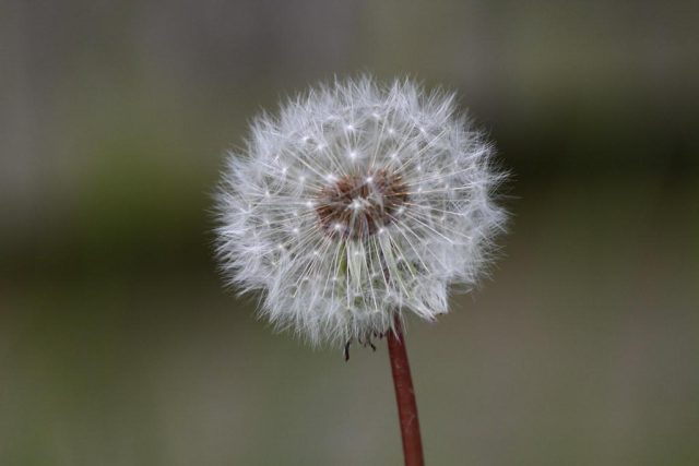 The Power of Dandelion for Detoxifying the Liver