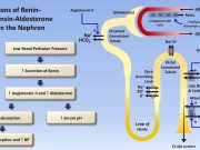 How to Balance Sodium and Potassium for Heart Health How to Balance Sodium and Potassium for Heart Health