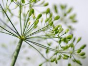 Best Herbs to Boost Your Immune System Best Herbs to Boost Your Immune System