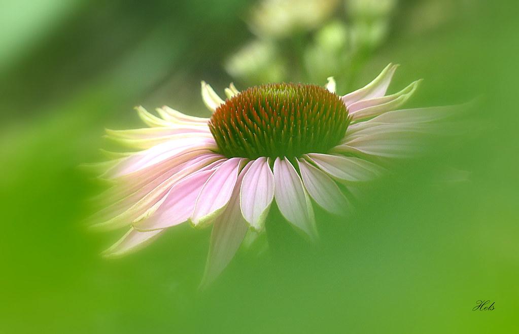 Exploring the Science: How Echinacea Works to Combat Infections