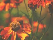 Natural Remedies for Soothing Anxiety and Stress Natural Remedies for Soothing Anxiety and Stress