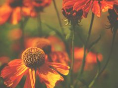 Natural Remedies for Soothing Anxiety and Stress Natural Remedies for Soothing Anxiety and Stress