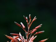 The Healing Properties of Aloe Vera for Skin Health The Healing Properties of Aloe Vera for Skin Health