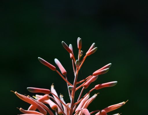 The Healing Properties of Aloe Vera for Skin Health The Healing Properties of Aloe Vera for Skin Health