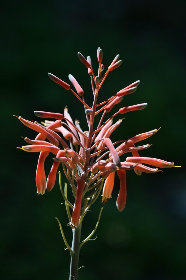 The Healing Properties of Aloe Vera for Skin Health