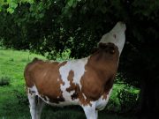 How to Improve Digestion with Healthy Eating How to Improve Digestion with Healthy Eating