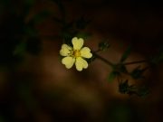 Best Herbs for Relieving Menstrual Cramps Best Herbs for Relieving Menstrual Cramps