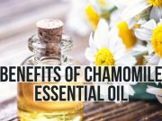 The Benefits of Using Chamomile for Better Sleep The Benefits of Using Chamomile for Better Sleep