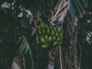 The Role of Potassium in Maintaining Healthy Blood Pressure The Role of Potassium in Maintaining Healthy Blood Pressure