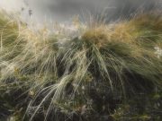 The Best Herbs for Detoxifying the Body The Best Herbs for Detoxifying the Body