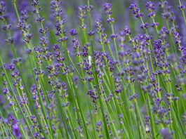 How to Use Lavender for Relaxation and Stress Relief