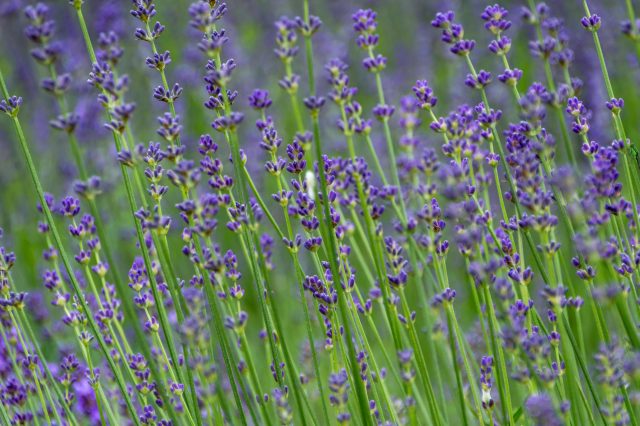 How to Use Lavender for Relaxation and Stress Relief