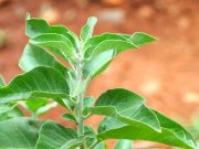 The Benefits of Ashwagandha for Reducing Anxiety The Benefits of Ashwagandha for Reducing Anxiety
