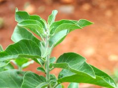 The Benefits of Ashwagandha for Reducing Anxiety The Benefits of Ashwagandha for Reducing Anxiety