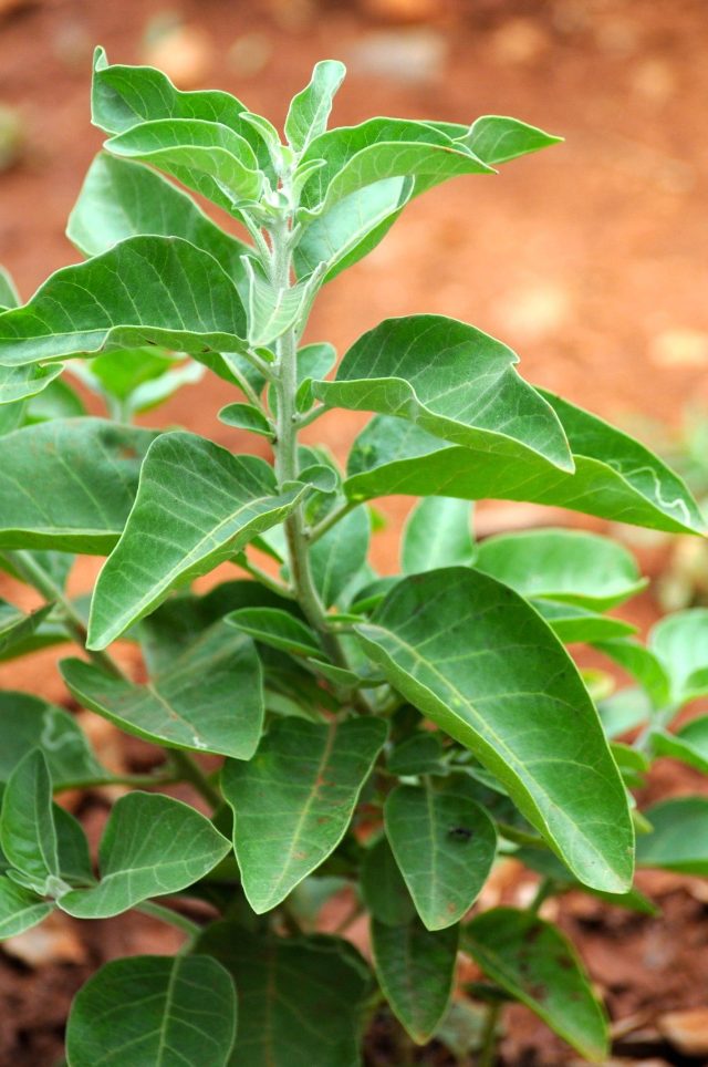 The Benefits of Ashwagandha for Reducing Anxiety