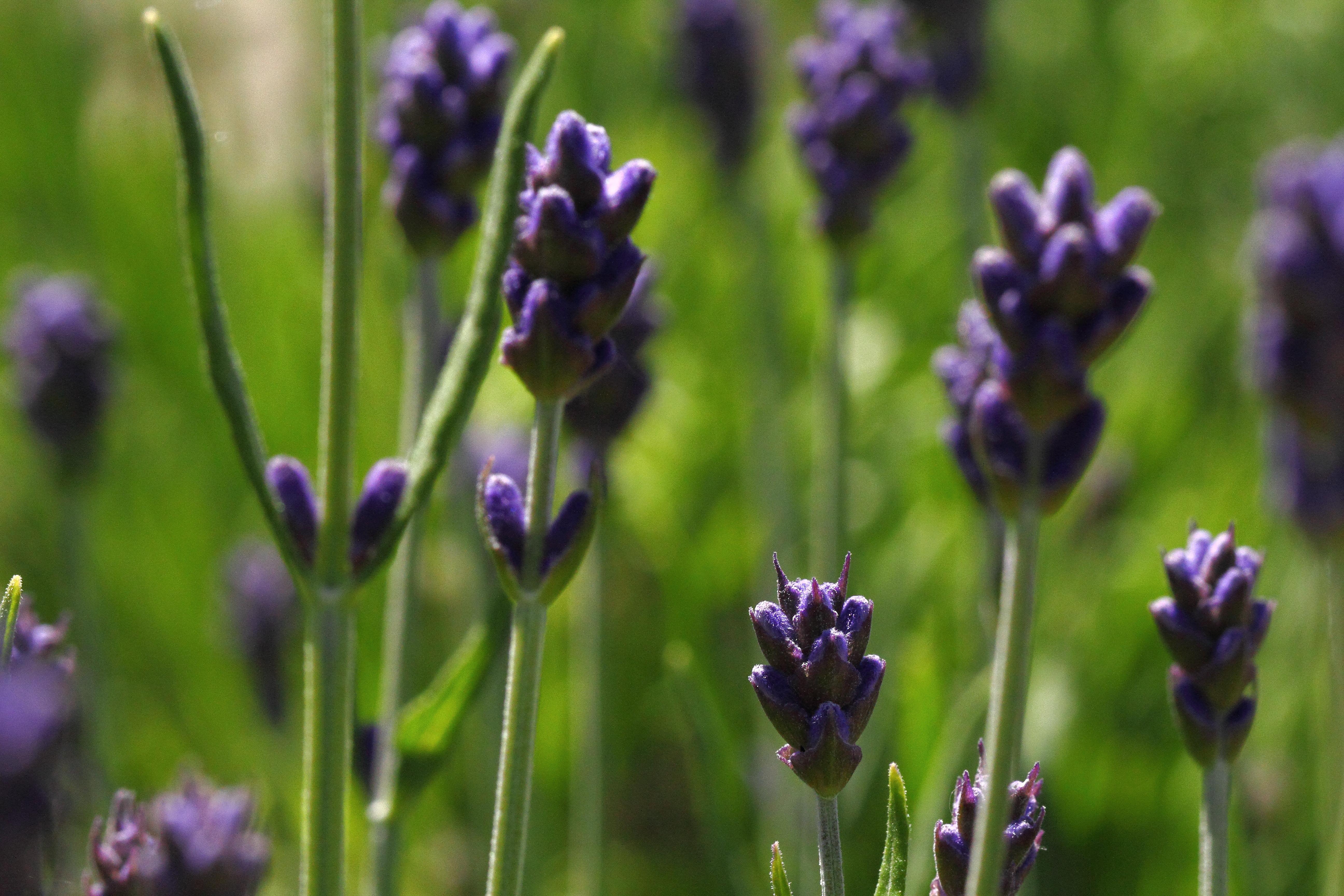 Incorporating Lavender into Your Daily Routine