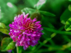 Best Herbs to Support Liver Detoxification Best Herbs to Support Liver Detoxification