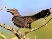 How to Choose the Right Carbohydrates for Energy How to Choose the Right Carbohydrates for Energy