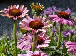 The Benefits of Echinacea for Fighting Infections