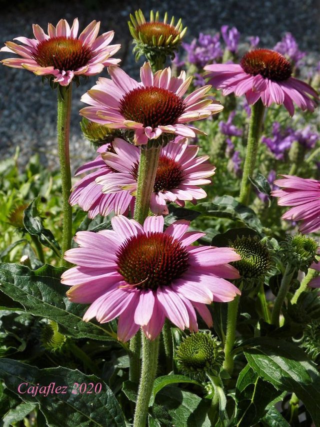 The Benefits of Echinacea for Fighting Infections