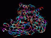 The Importance of Protein for Muscle Health The Importance of Protein for Muscle Health