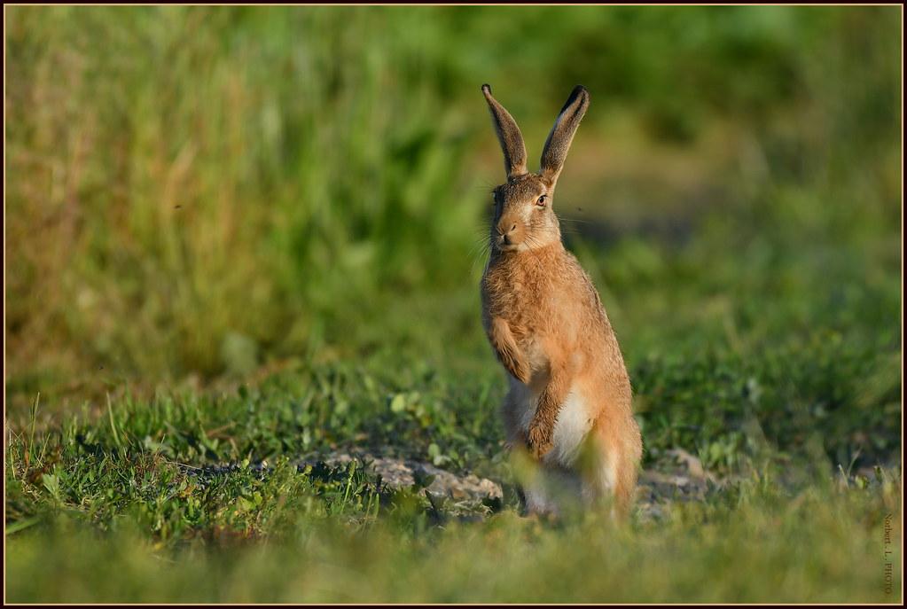 Incorporating Animal Proteins Mindfully and Sustainably