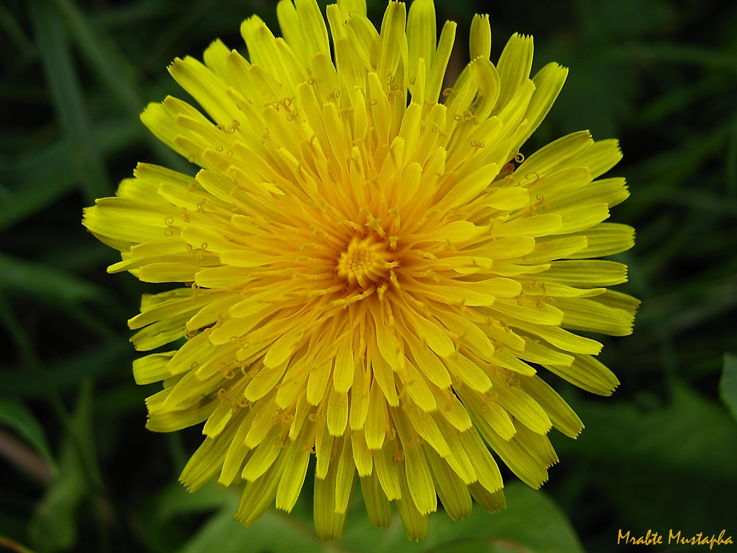 Potential Benefits and Considerations of Dandelion Detoxification