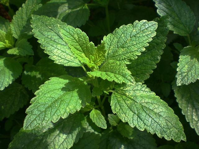 Incorporating Lemon Balm into Your Daily Routine for Optimal Calmness