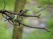 How to Ensure Your Diet Includes Enough Healthy Fats How to Ensure Your Diet Includes Enough Healthy Fats