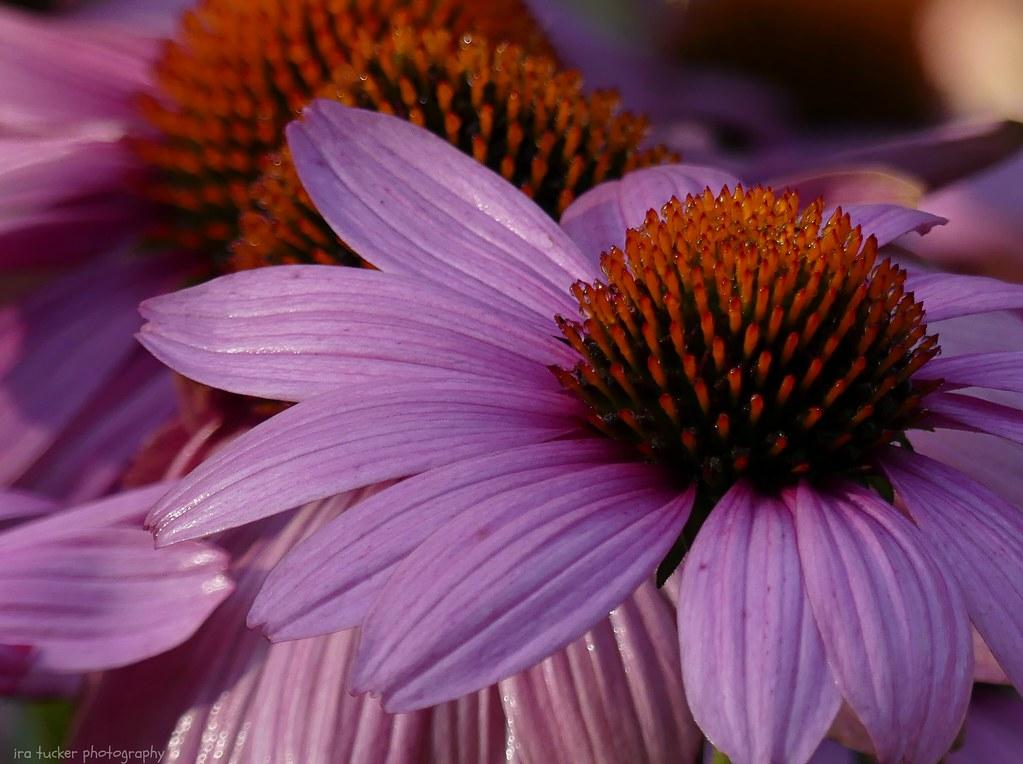 Choosing the Right Echinacea Product: What to Look for and How to Decide