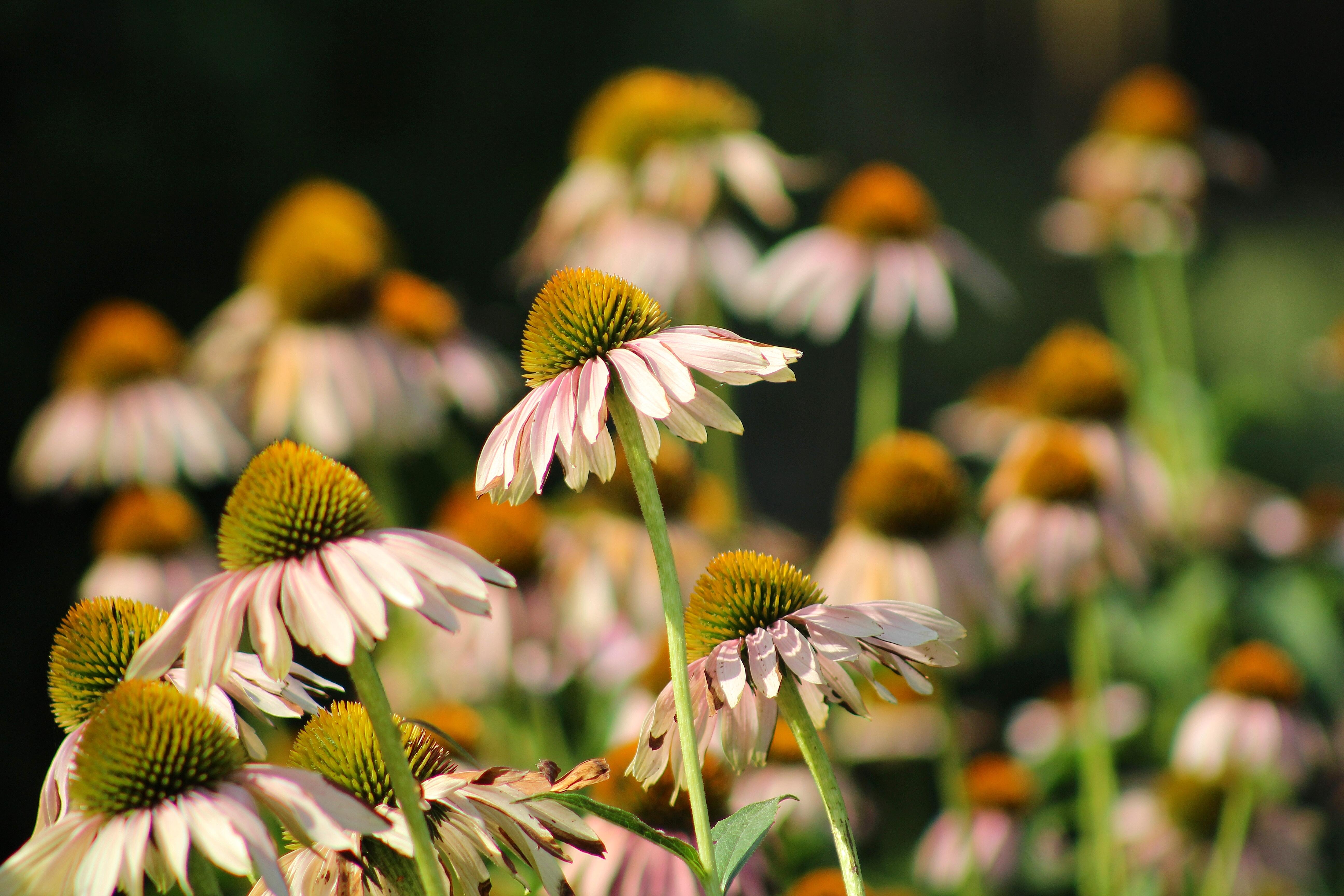 Understanding Echinacea: A Natural Ally in Boosting Your Immune System