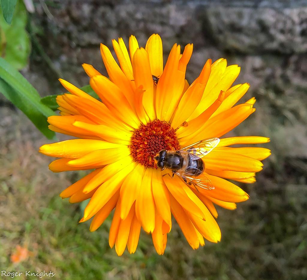 Incorporating Calendula into Your Daily Skincare Routine