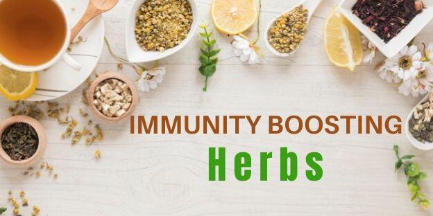 Dive Deep into the Science Behind Immune-Boosting Herbs