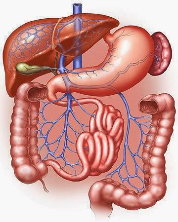 Understanding the Basics of Inflammation and Your Diet