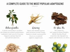 The Best Adaptogenic Herbs for Stress Management The Best Adaptogenic Herbs for Stress Management