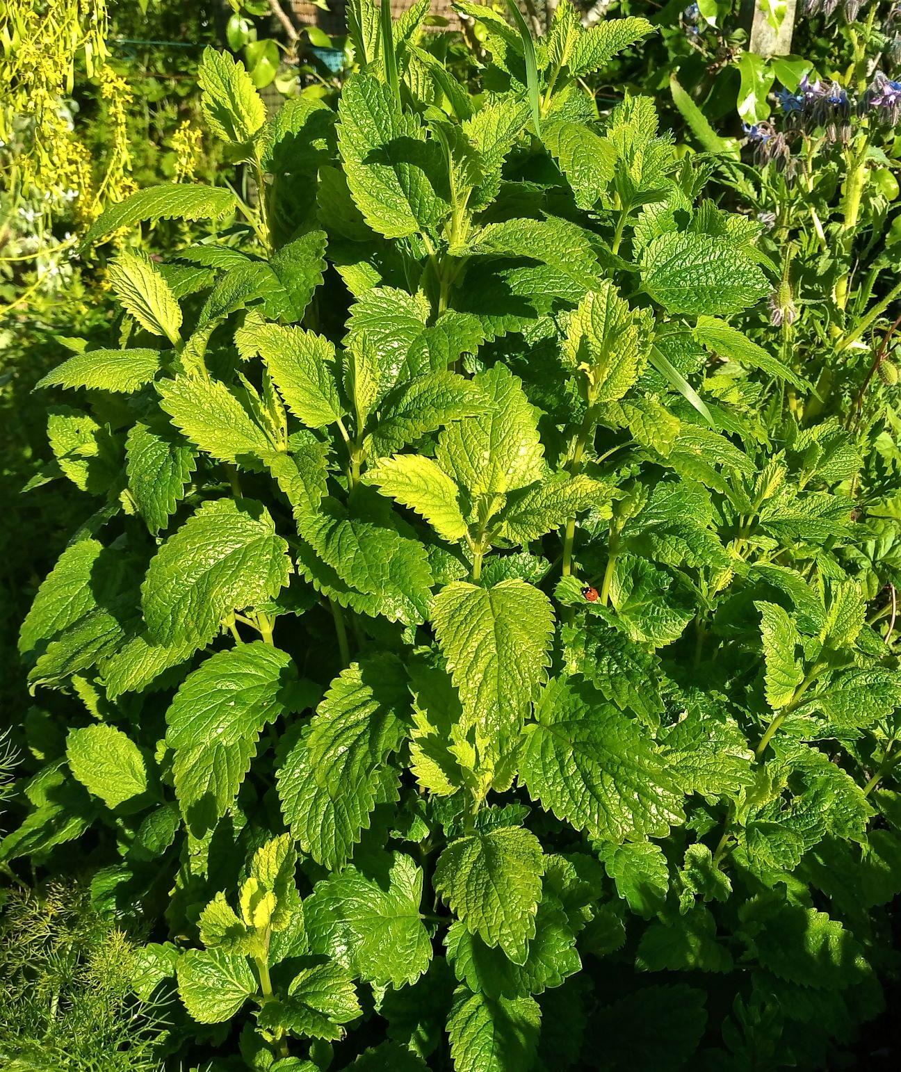 Understanding Lemon Balm and Its Calming Properties