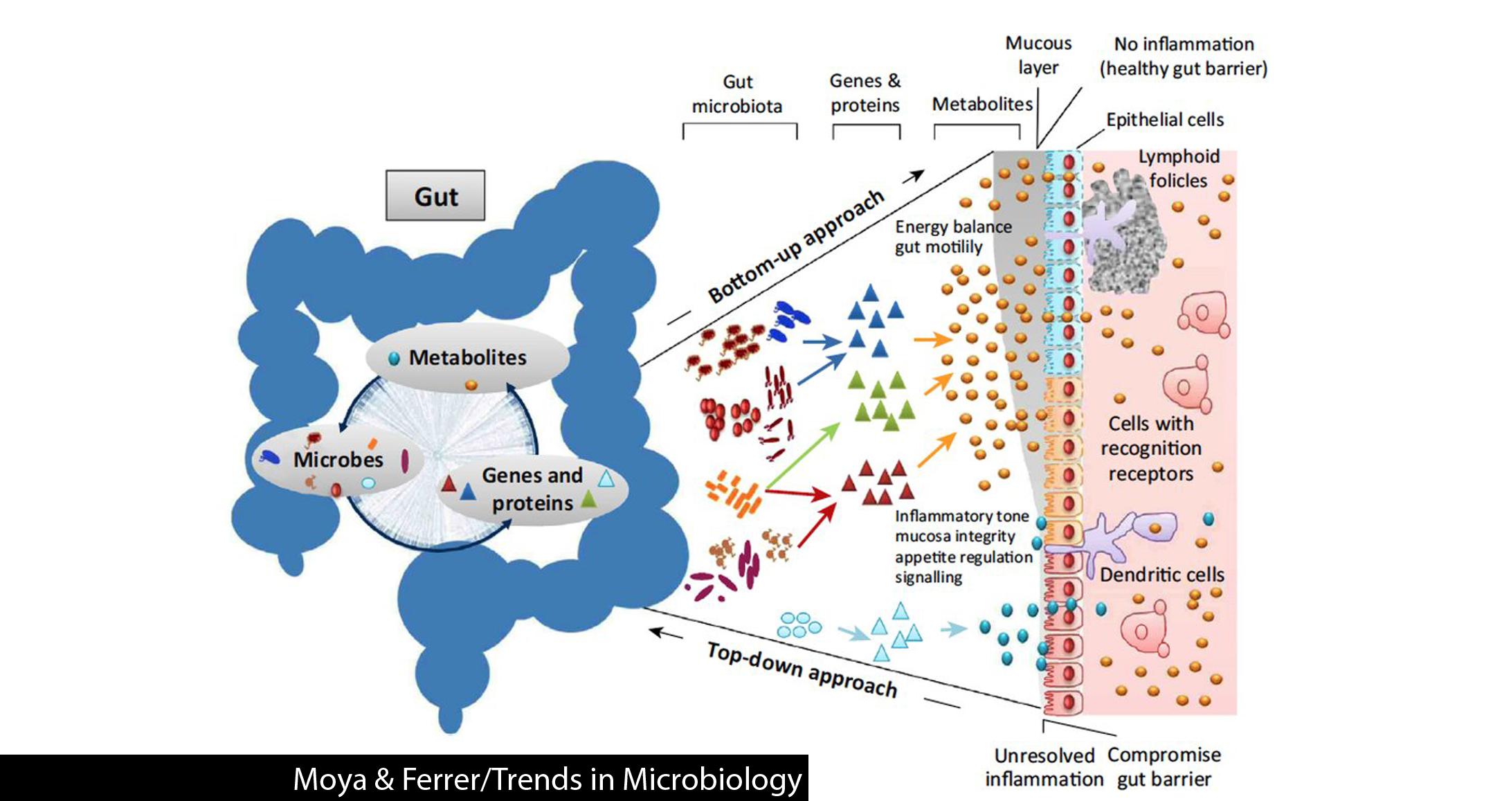 Understanding the Role of Gut Microbiome in Your Overall Health