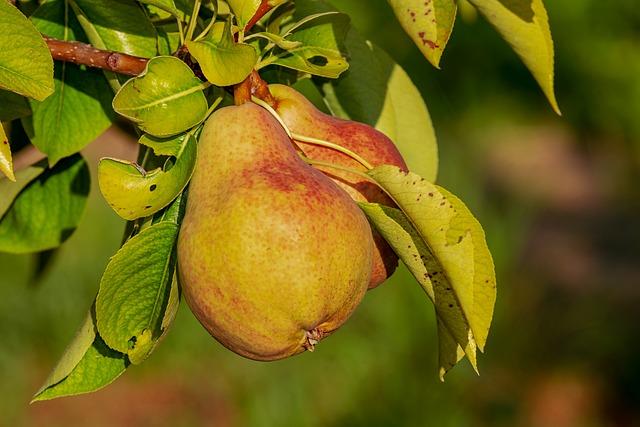 Choosing Nutrient-Dense Snacks for Sustained Energy