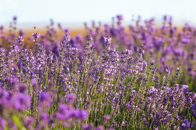 Creating a Soothing Lavender-Infused Environment