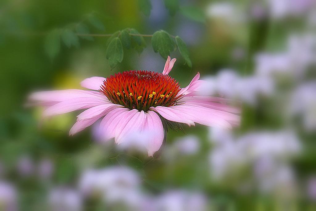 Incorporating Echinacea into Your Routine: Practical Tips for Optimal Results