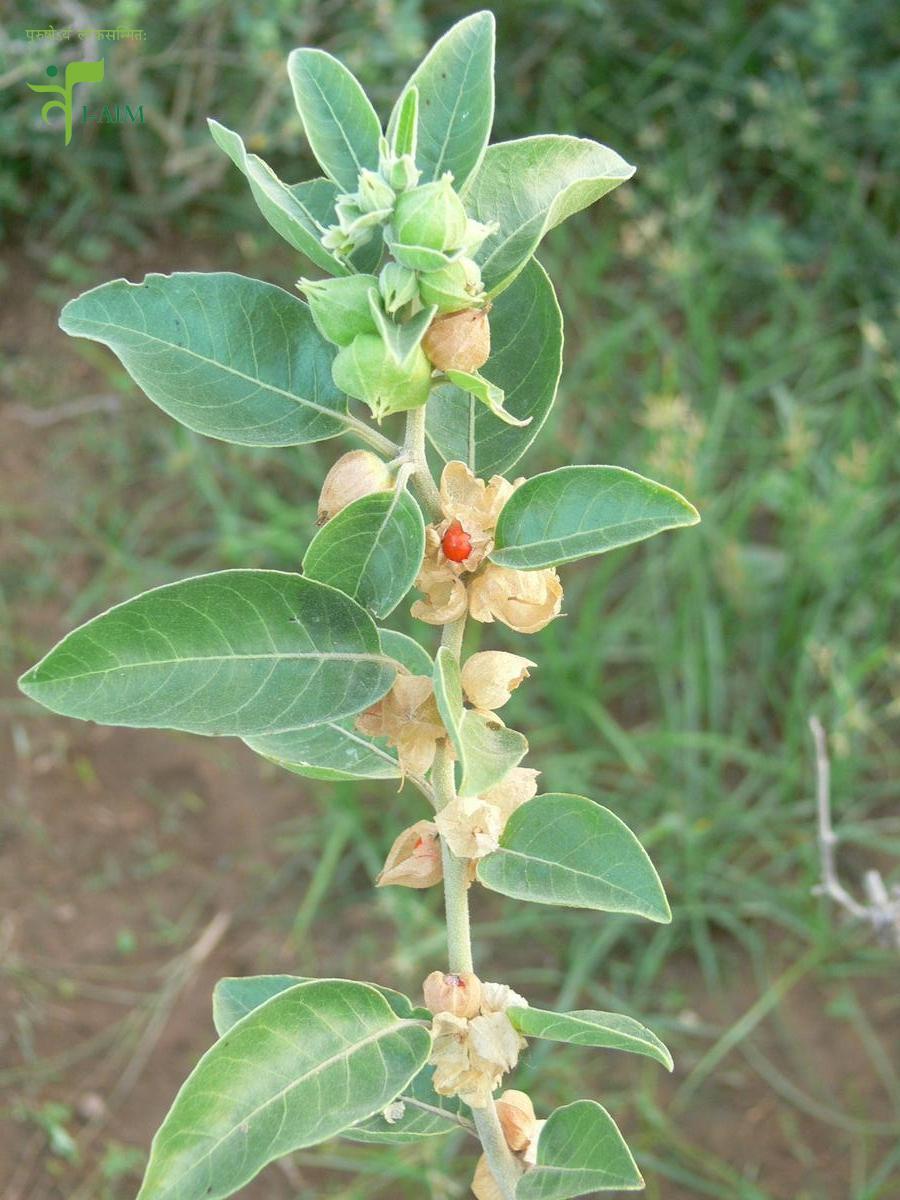 Understanding Ashwagandha: Nature’s Calming Herb