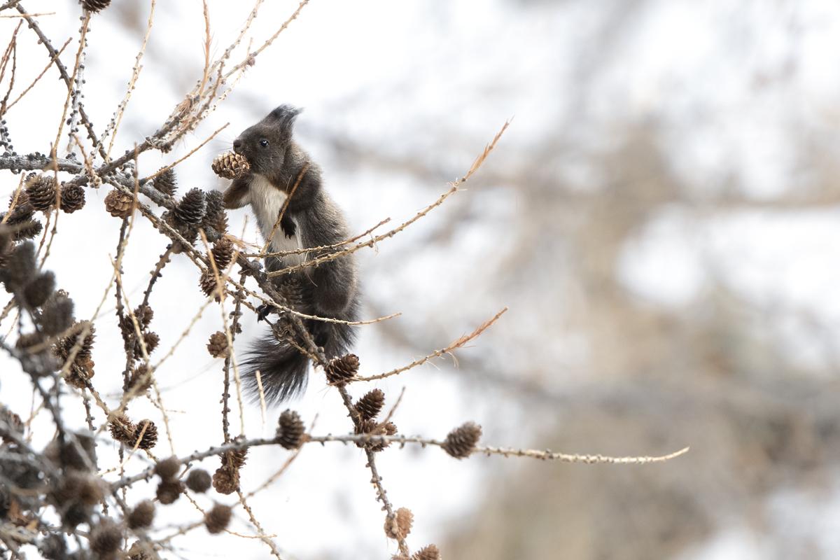 Embracing the Outdoors: Safe and Enjoyable Winter Activities