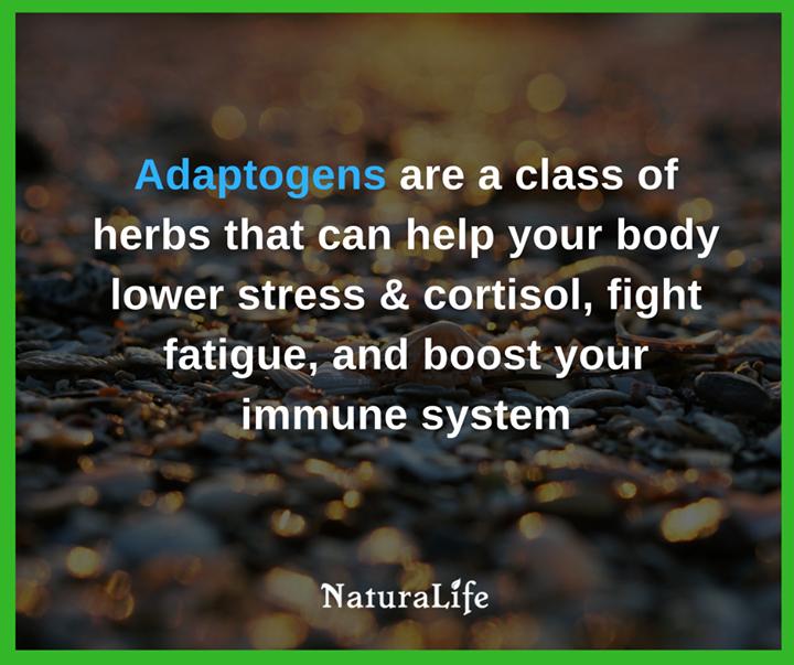 Identifying the Right Adaptogens for Your Lifestyle