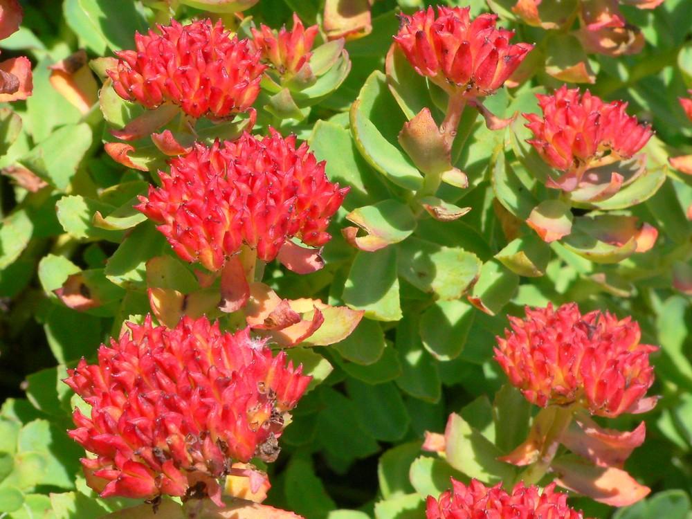 Harnessing the Power of Rhodiola Rosea for Enhanced Resilience