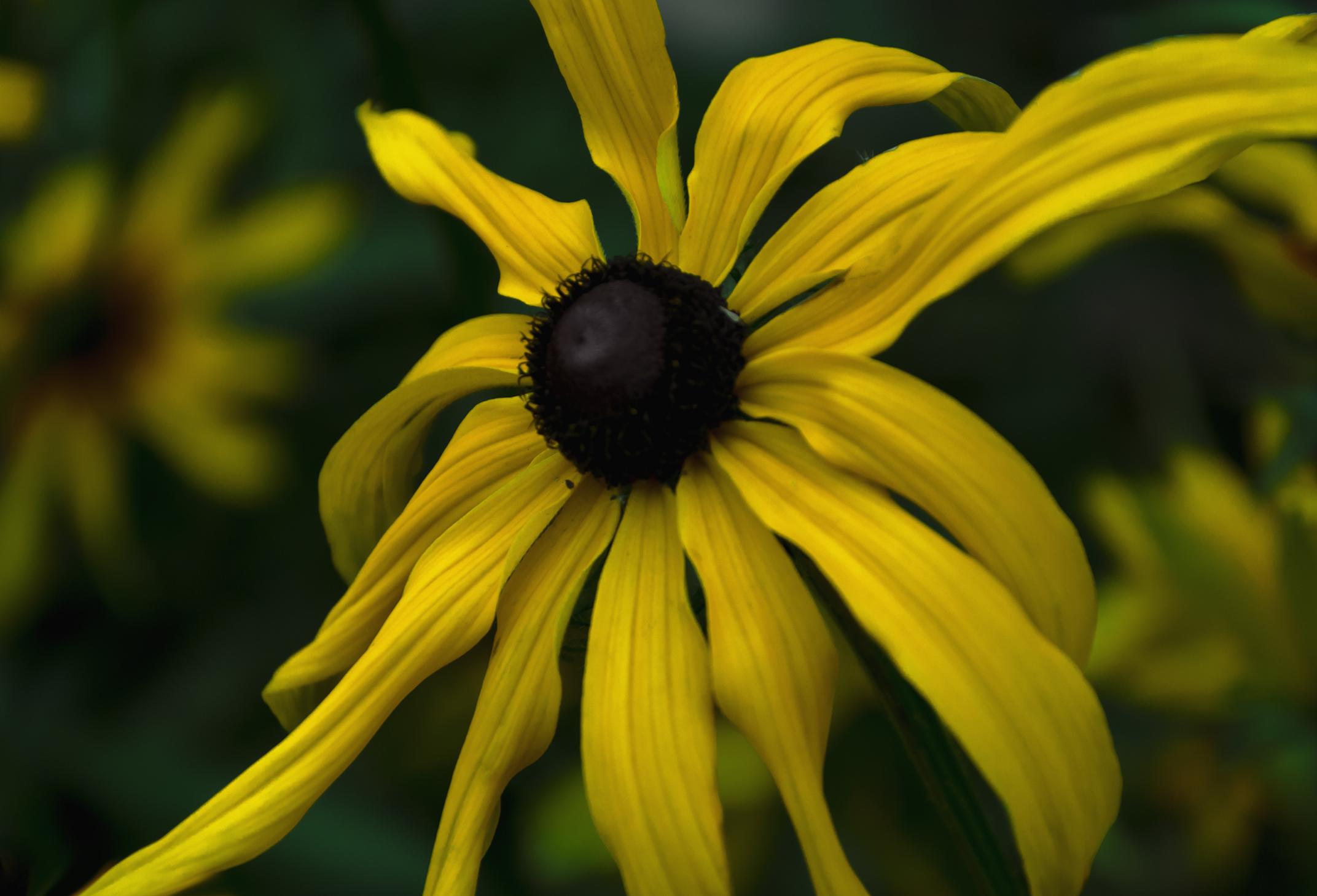 Understanding‌ the Power of Plants: A Journey into Herbal Healing