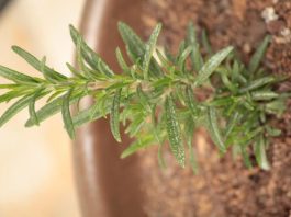 The Benefits of Rosemary for Memory and Focus