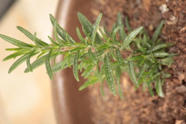 The Benefits of Rosemary for Memory and Focus